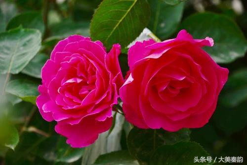 全国各地市花大全,各地市花是什么花