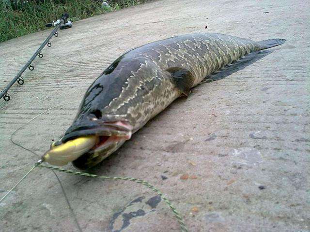 新手路亚黑鱼真的好钓吗,路亚钓黑鱼有口打不中