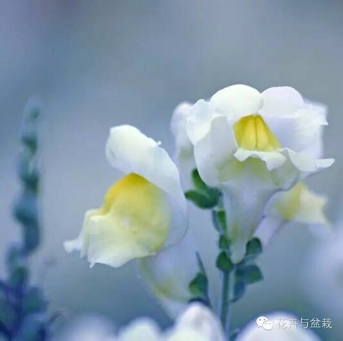 绚烂开放的金鱼草花,深紫色的金鱼草花