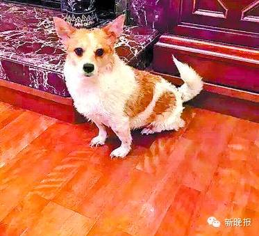 华山路帝景小区走丢一只小狗，主人悬赏10万全城寻狗｜陪伴9年是妈妈感情寄托