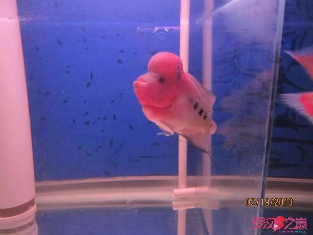 梭菌性肠炎的症状用什么药治疗,肠炎食疗最简单方法