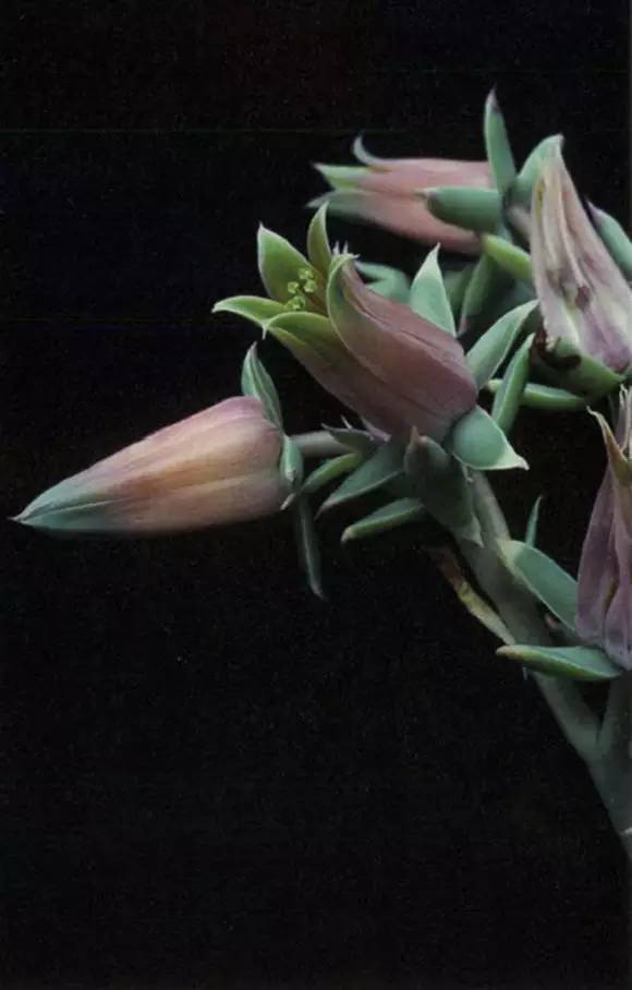 罗西玛种类,罗西玛多肉杂交品种