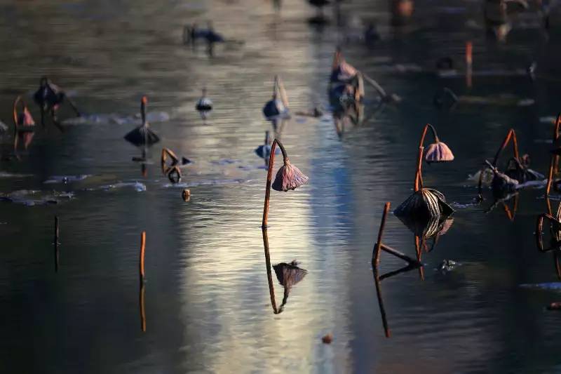 荷花依然淡淡香,走过四季荷花依然香下一句