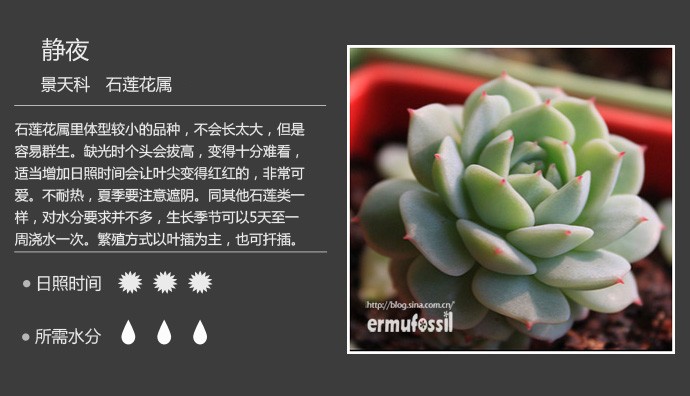 史上最全的多肉植物名字对照图，终于找齐了！