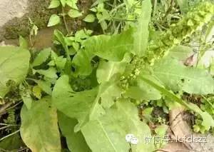 春季野菜采摘图解高清图片,春季野菜多种做法