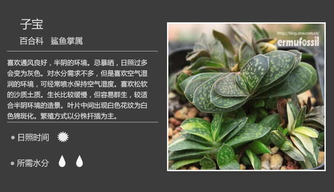 史上最全的多肉植物名字对照图，终于找齐了！