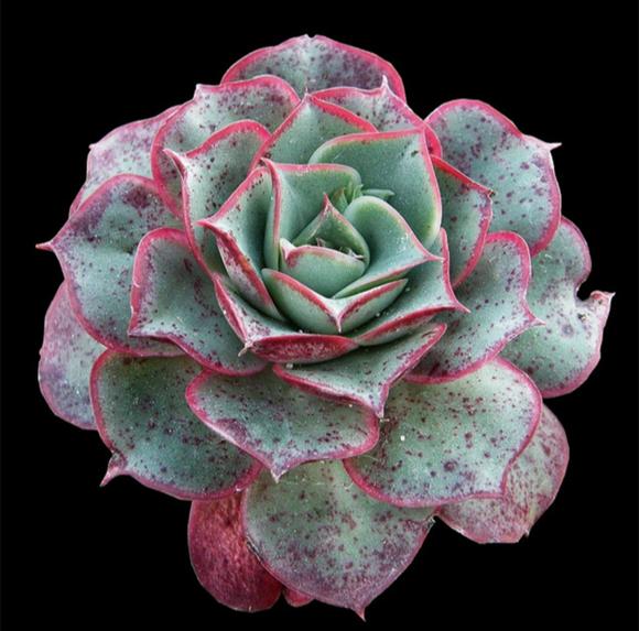 罗西玛种类,罗西玛多肉杂交品种