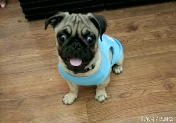 巴哥皮肤病怎么好得快,巴哥得皮肤病原因