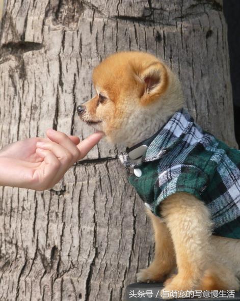 果太后的鸭梨官司——阿狼正传(三)