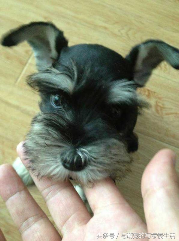 果太后的鸭梨官司——阿狼正传(三)