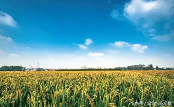 专访|农发贷CEO杨世华:供应链金融或能破解农村金融征信缺失难题