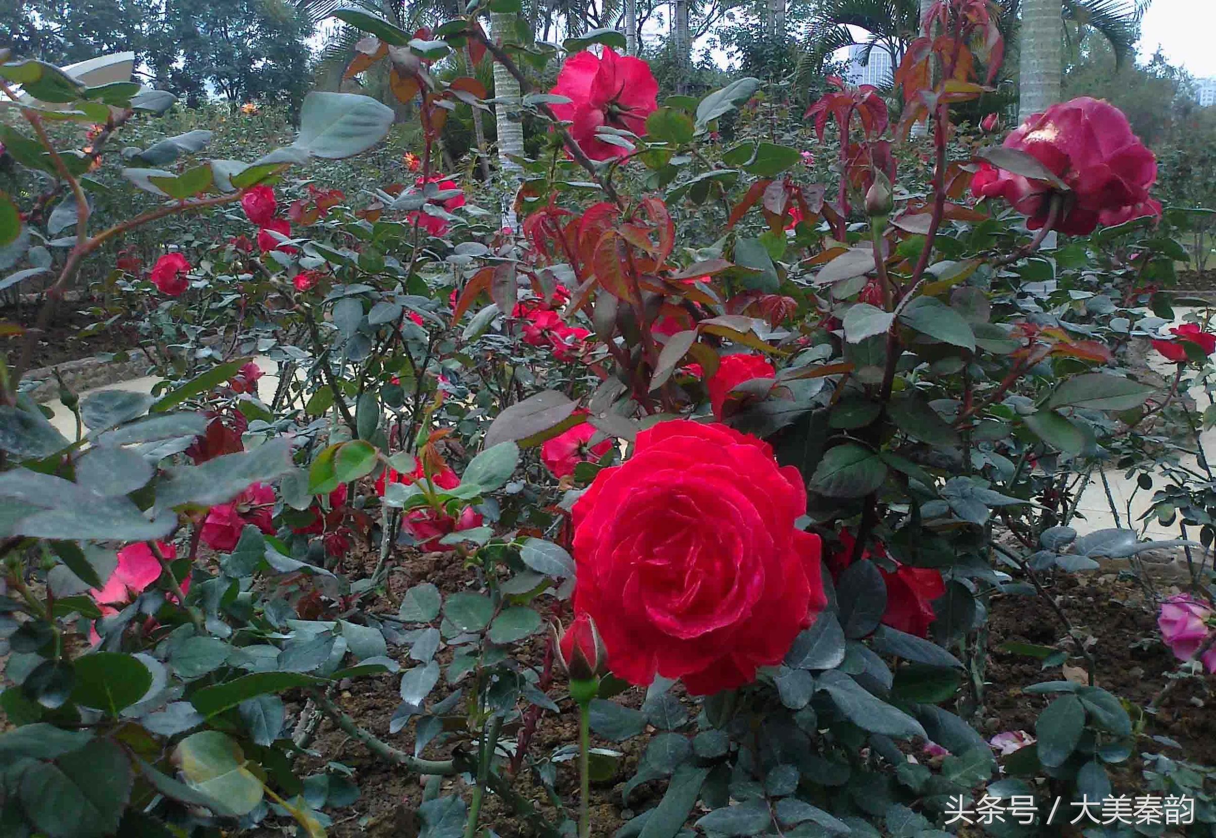 全国各地市花大全,各地市花是什么花