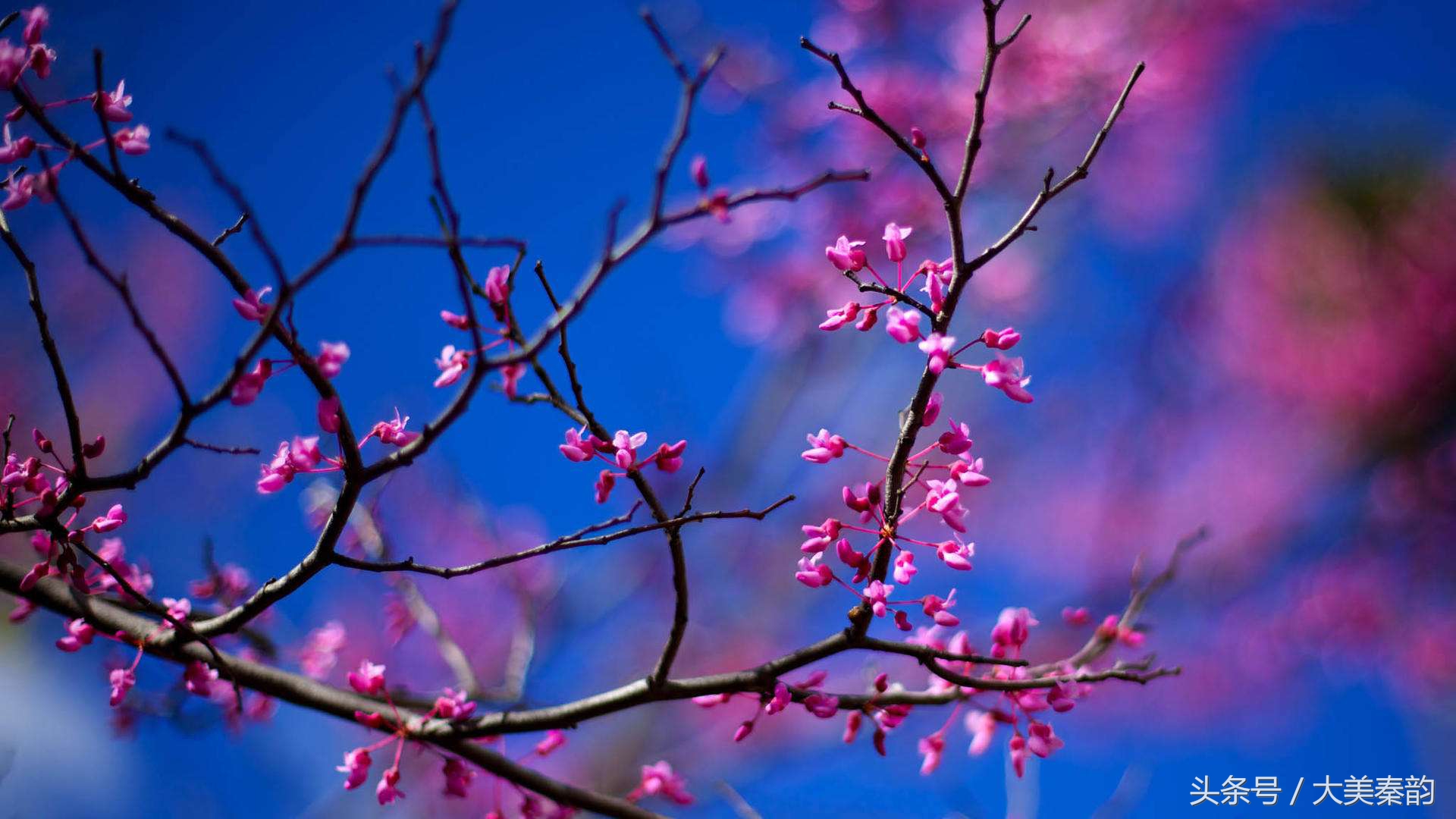 全国各地市花大全,各地市花是什么花