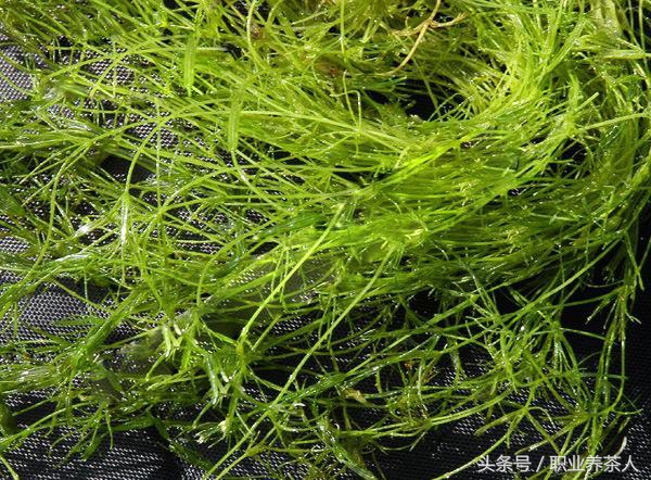 植物界划分为哪些门,植物界门