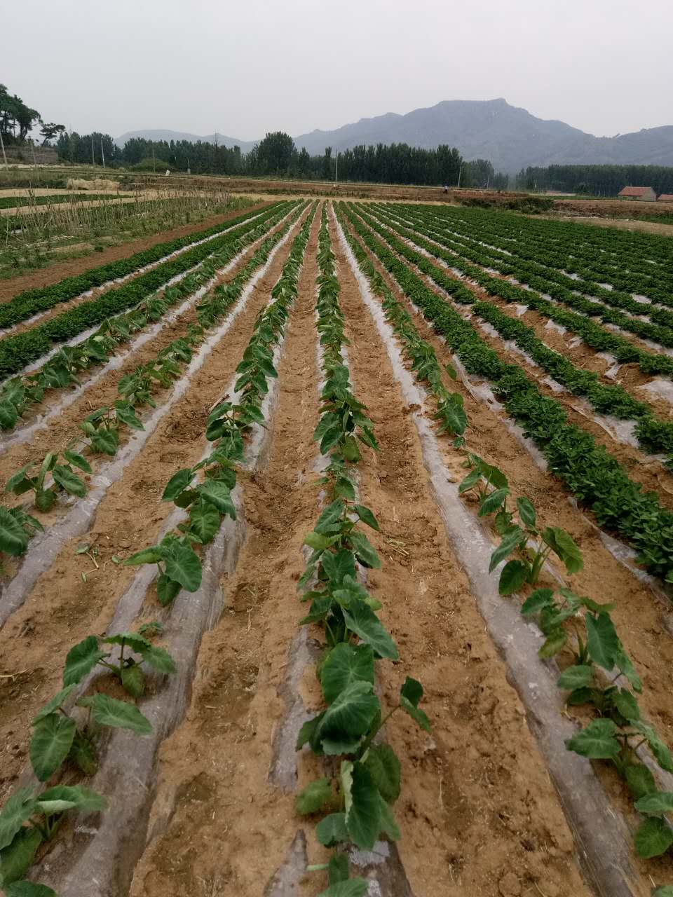 乡镇脱贫攻坚和乡村振兴工作谋划,河南省脱贫攻坚乡村振兴