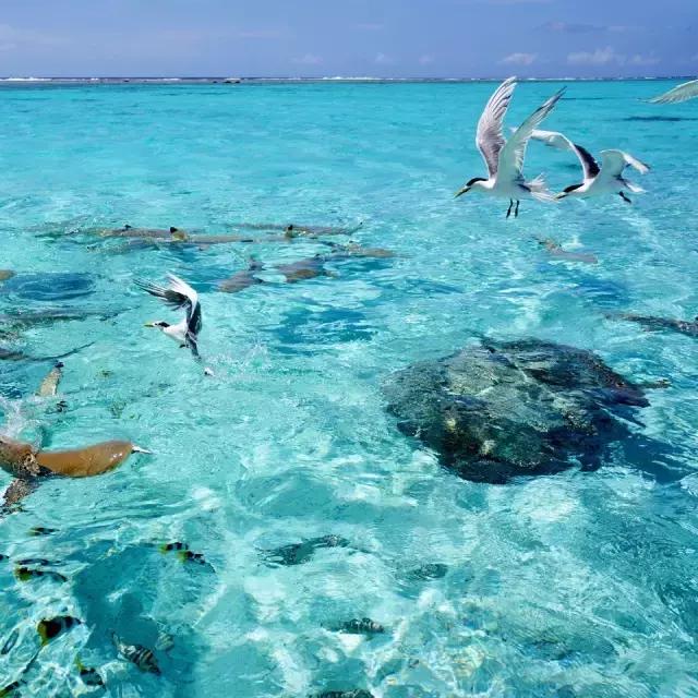 骨灰级海岛自由行签证,骨灰级干货史上最全海岛签证汇总