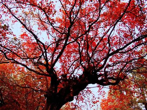 青天河靳家岭赏红叶攻略,上海青天河红叶最佳观赏时间