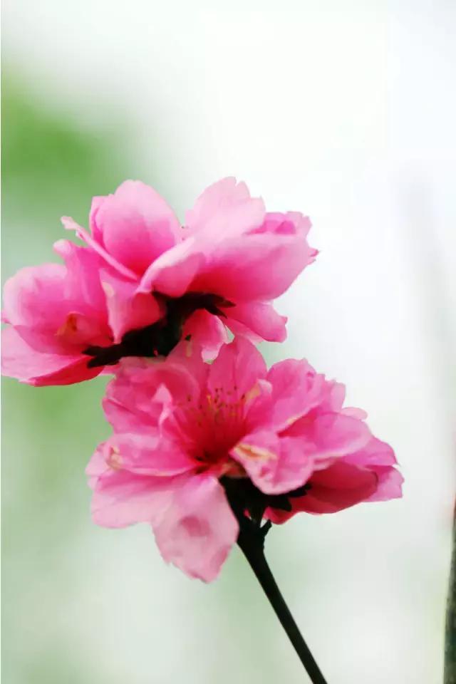 相约一起赏樱花,相约樱花园美景图片