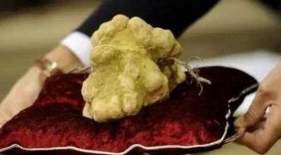 去迪拜旅游看什么东西,去迪拜看富豪养的狮子老虎