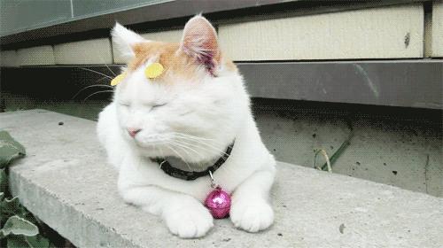 为了让你撸的更爽，日本人造了这个小东西！