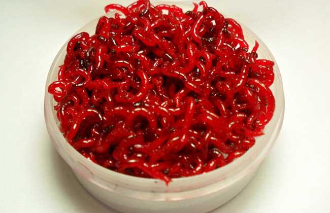 红虫的六大*局骗**,钓友们看看你着了哪个道?