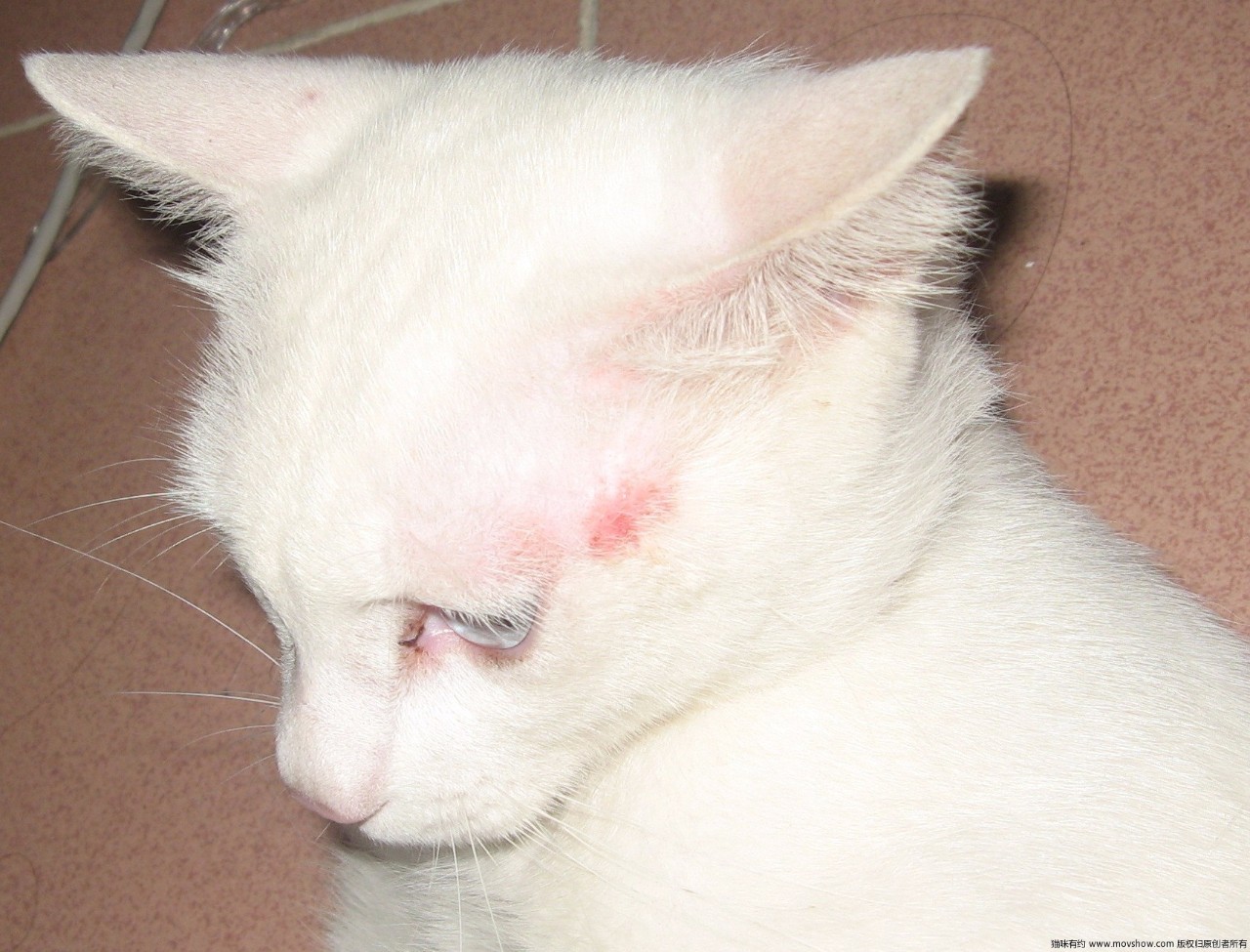 猫咪生病了怎么治疗,猫咪生病怎么办最好的方法