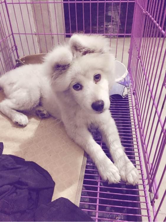 萨摩耶长大会变丑还是变好看,长的很难看的萨摩耶