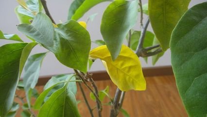 盆栽栀子花叶子变黄怎么办,盆栽石榴叶子变黄什么原因