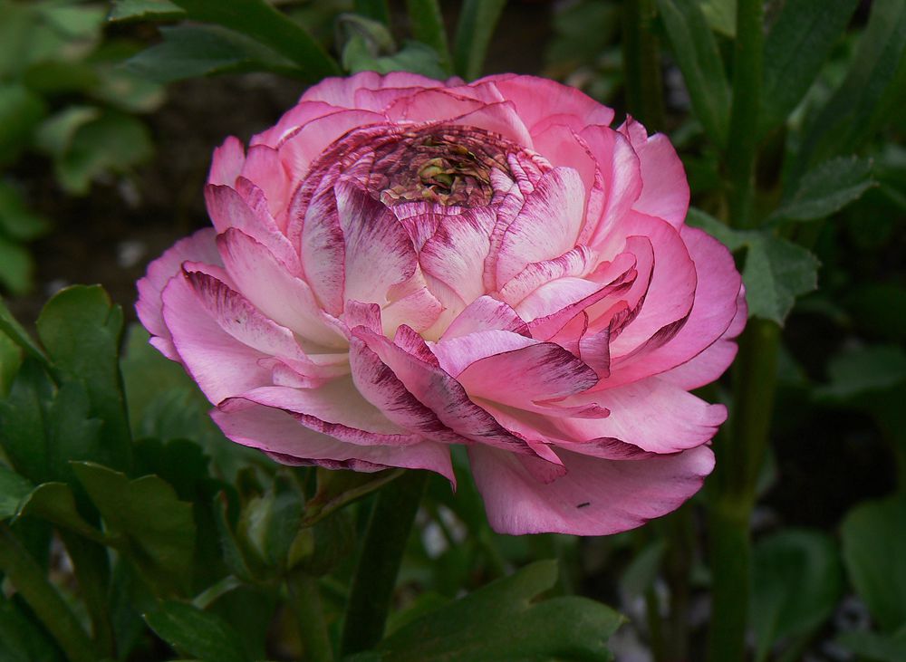 简单种花教程快速的把花养好,各种花的养殖修剪方法