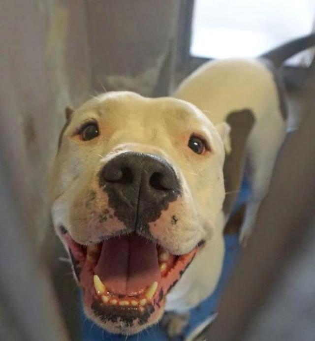 为什么要用领养代替购买、一定要了解的几大理由!