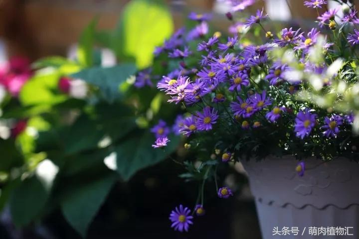 10月适合养的草花 (适合北方的春季草花)
