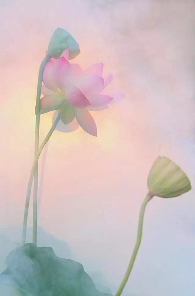 一花一世界一叶一菩提,禅悟一花一世界一叶一菩提