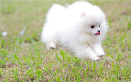 博美犬怎么训练大小便,博美犬如何训练大小便