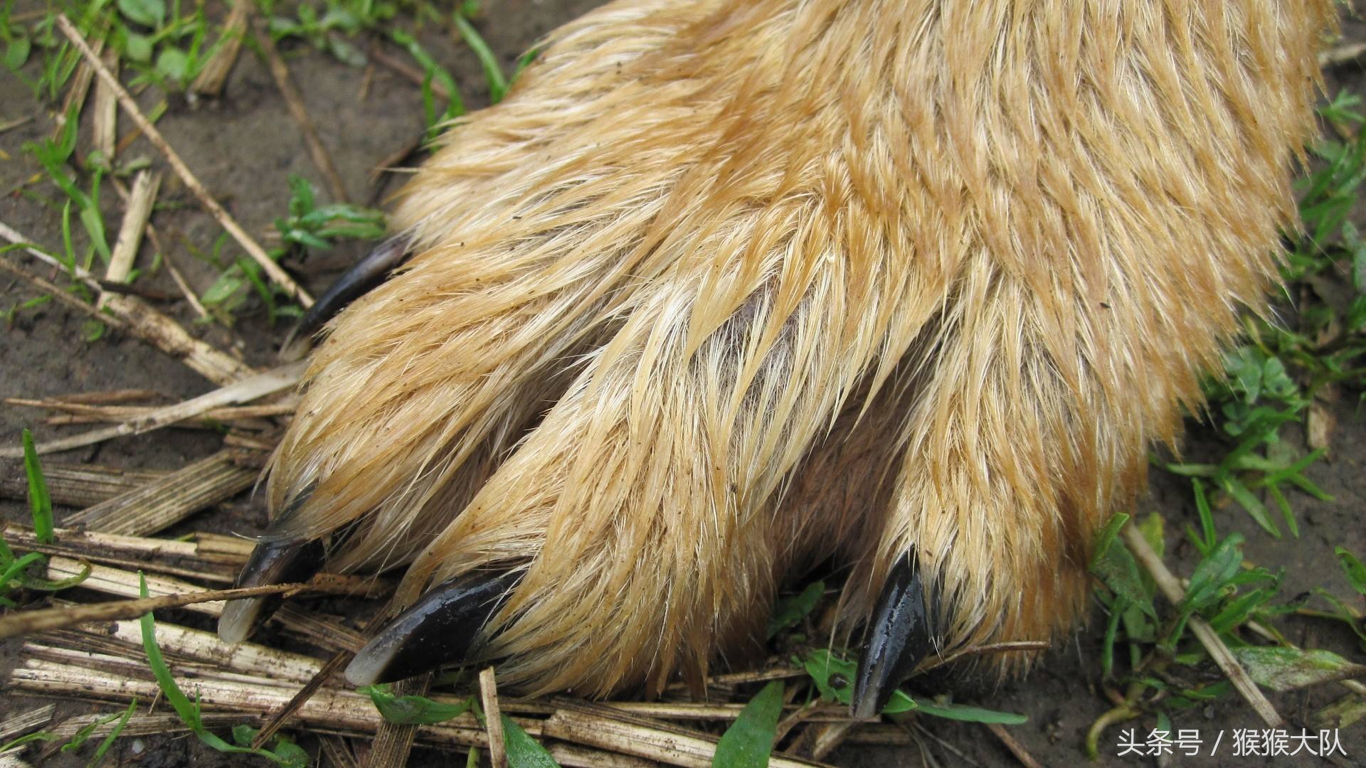 冷知识集合,狗爪爪的冷知识