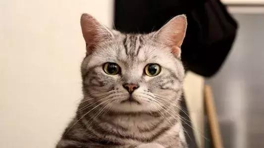 4个月大的猫咪牙齿掉了怎么办,六个月的猫咪牙齿掉了还会长吗