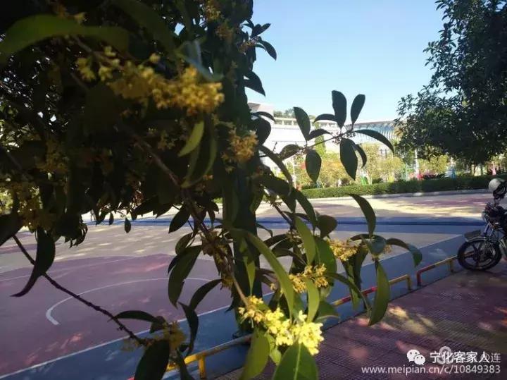 宁化一中百年校庆,宁化一中90年校庆