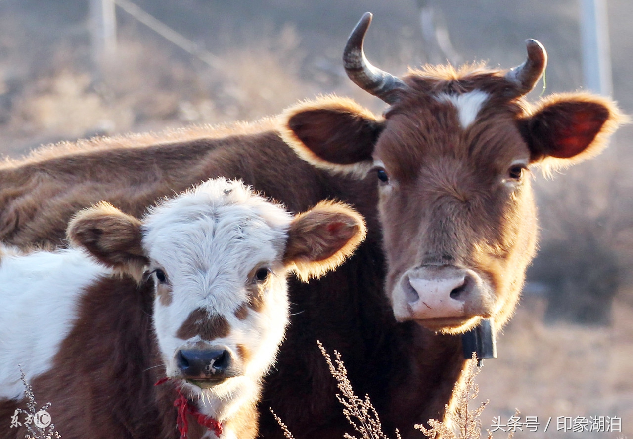 给孩子起名叫什么,稳重大气的宝宝起名没有之一