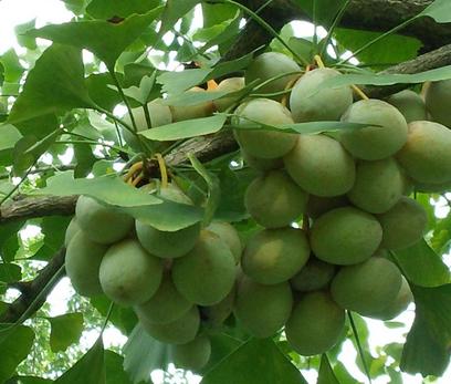 白果孕早期可以吃,白果孕期能吃吗