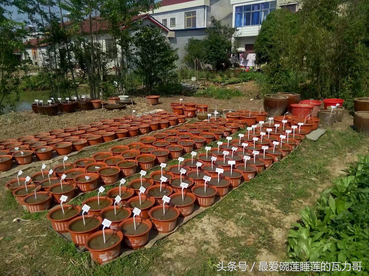 碗莲的养殖方法和忌讳,碗莲种植容器选择方法全过程