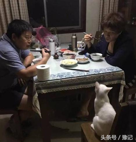 聚众吸猫的猫咪,聚众吸猫什么意思