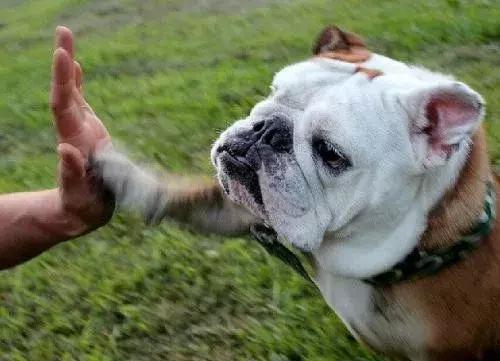 斗牛犬吃饭不嚼吗,为什么斗牛犬吃东西老是吐