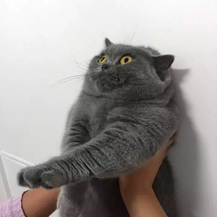 人类吸猫小史,人类吸猫的时候猫是怎么想的