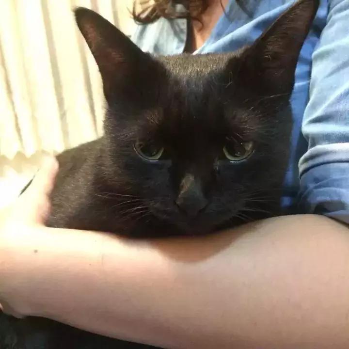 人类吸猫小史,人类吸猫的时候猫是怎么想的