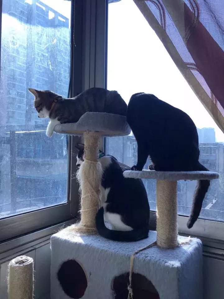 人类吸猫小史,人类吸猫的时候猫是怎么想的