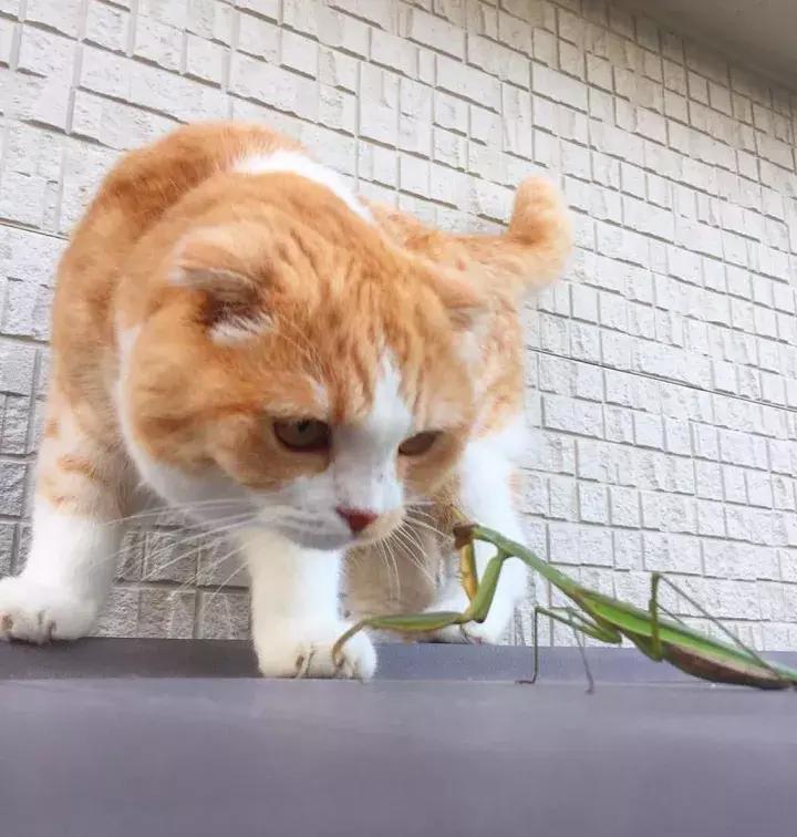 人类吸猫小史,人类吸猫的时候猫是怎么想的