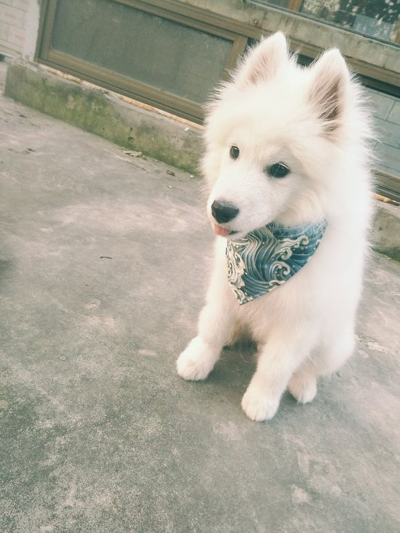 家有萨摩耶和拉布拉多,家有哈士奇的铲屎官