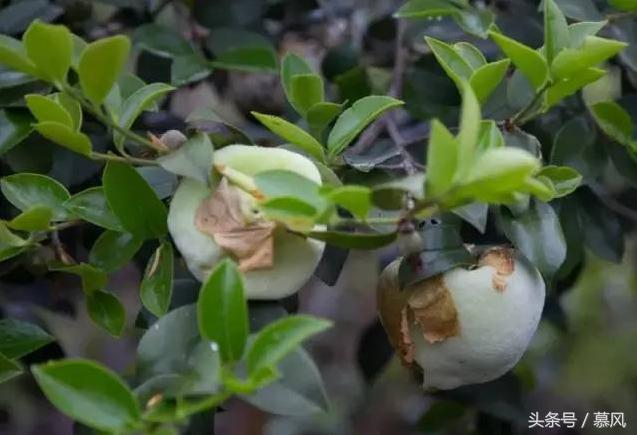 童年的野果味道,童年的回忆又香又甜的野果