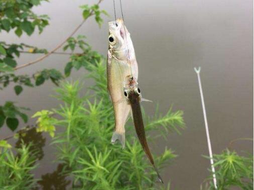 秋季钓白条的最佳方法,开春野钓小白条闹窝怎么办