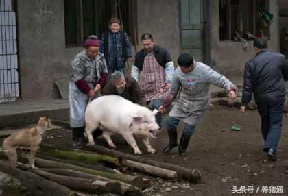 新手养猪怎样给母猪喂料,母猪灌药方法