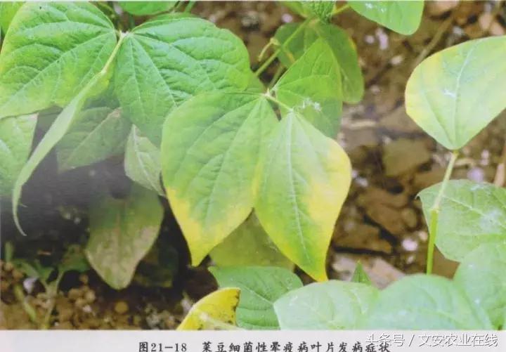 早疫病和晚疫病怎么区别,哪些病害属于晚疫病